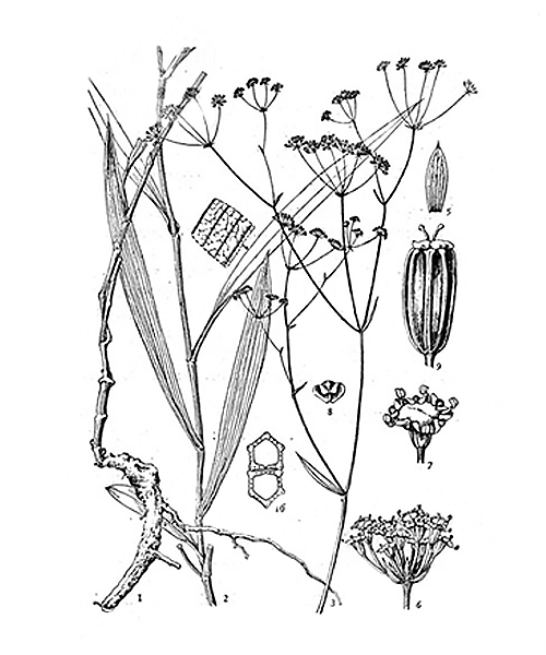 Natural compounds from  Bupleurum marginatum